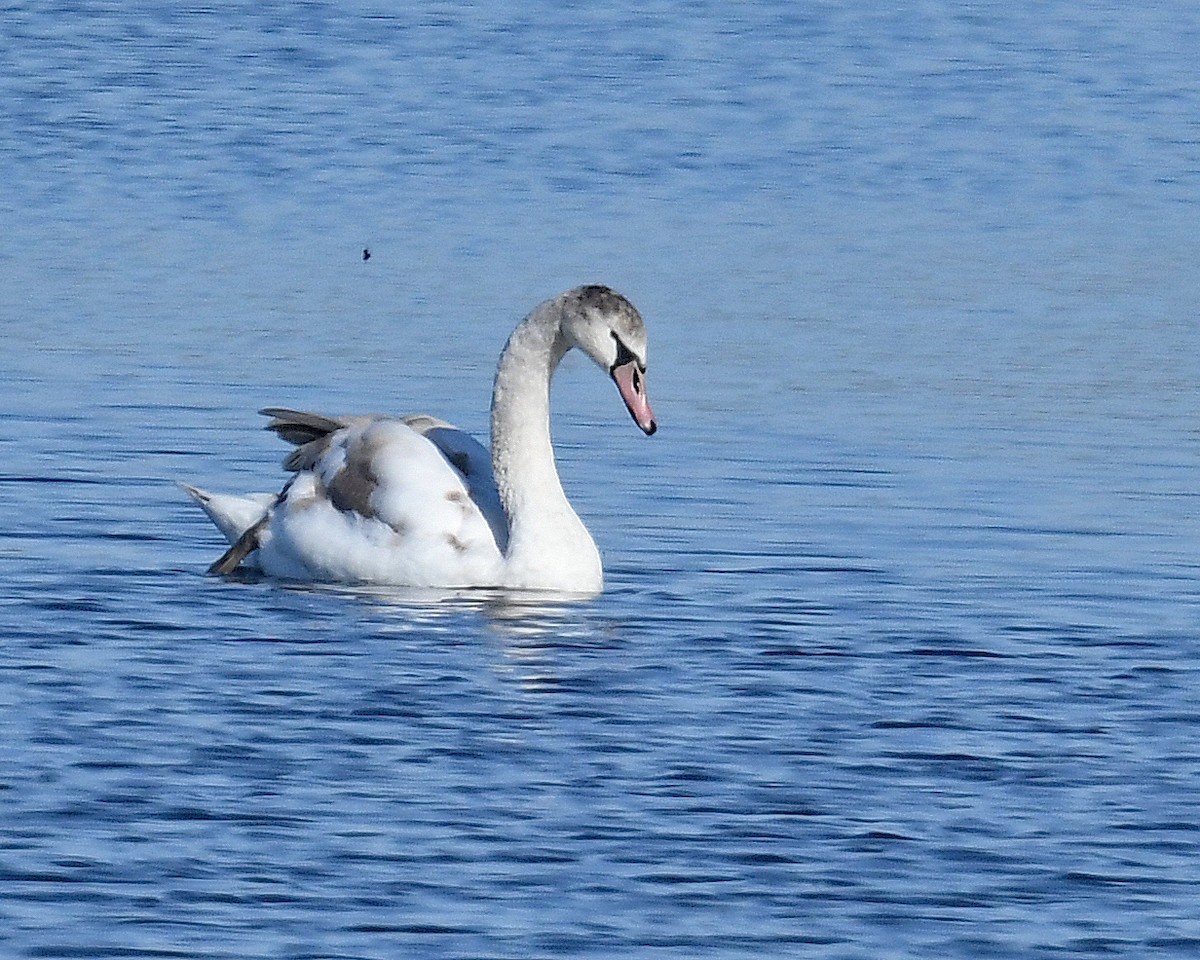 Mute Swan - ML645670990