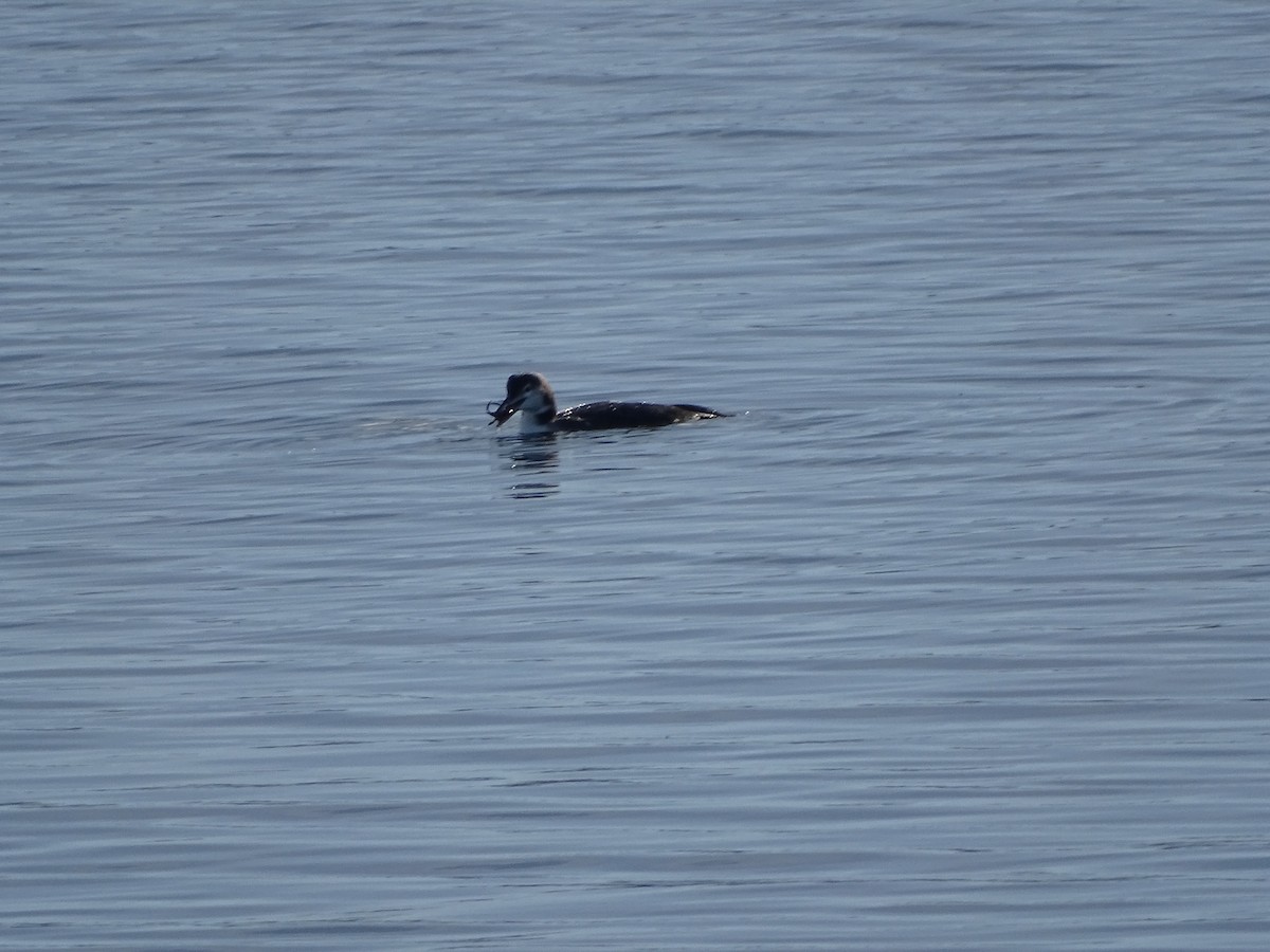 Common Loon - ML645670991