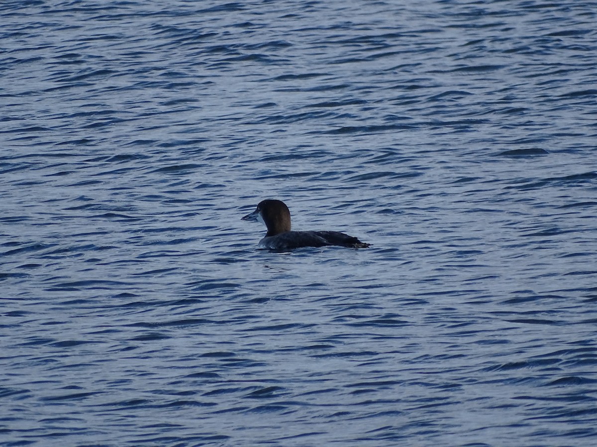 Common Loon - ML645670992