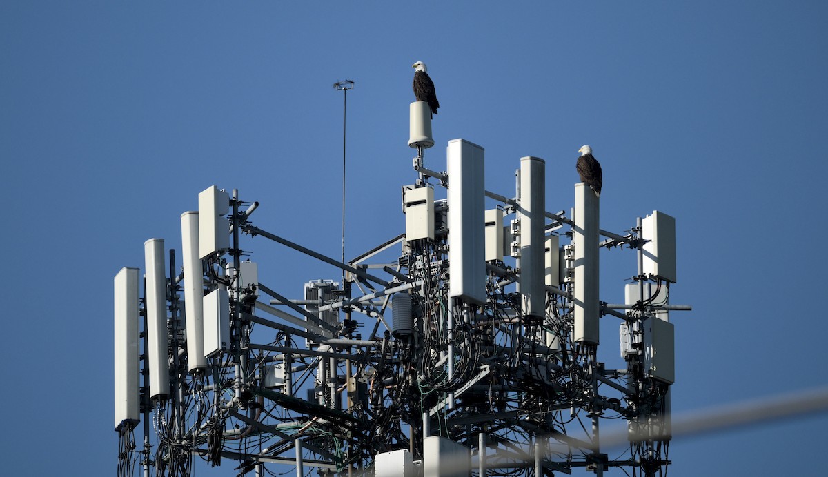 Bald Eagle - ML645670993