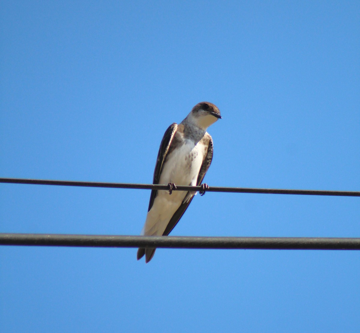 Brown-chested Martin - ML645670994