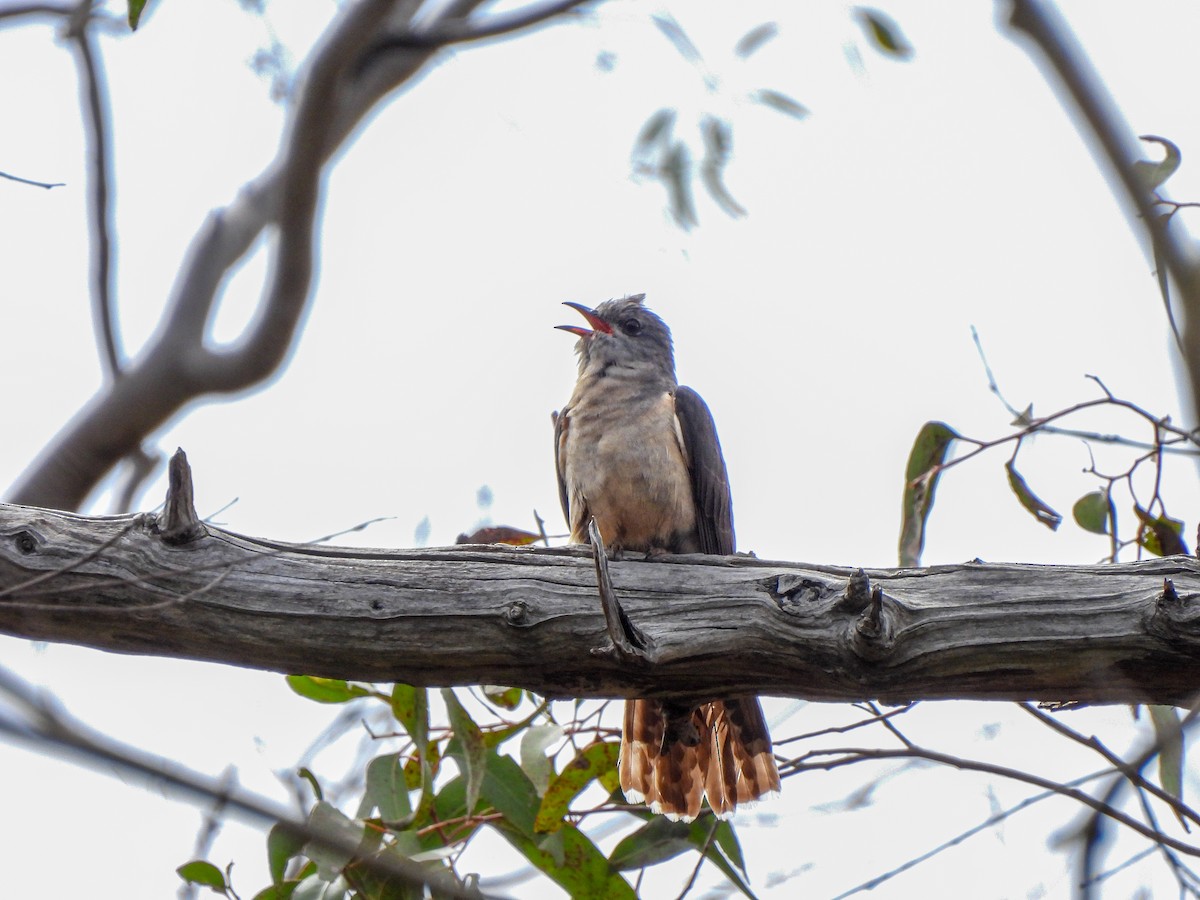 Shining Bronze-Cuckoo - ML645670997