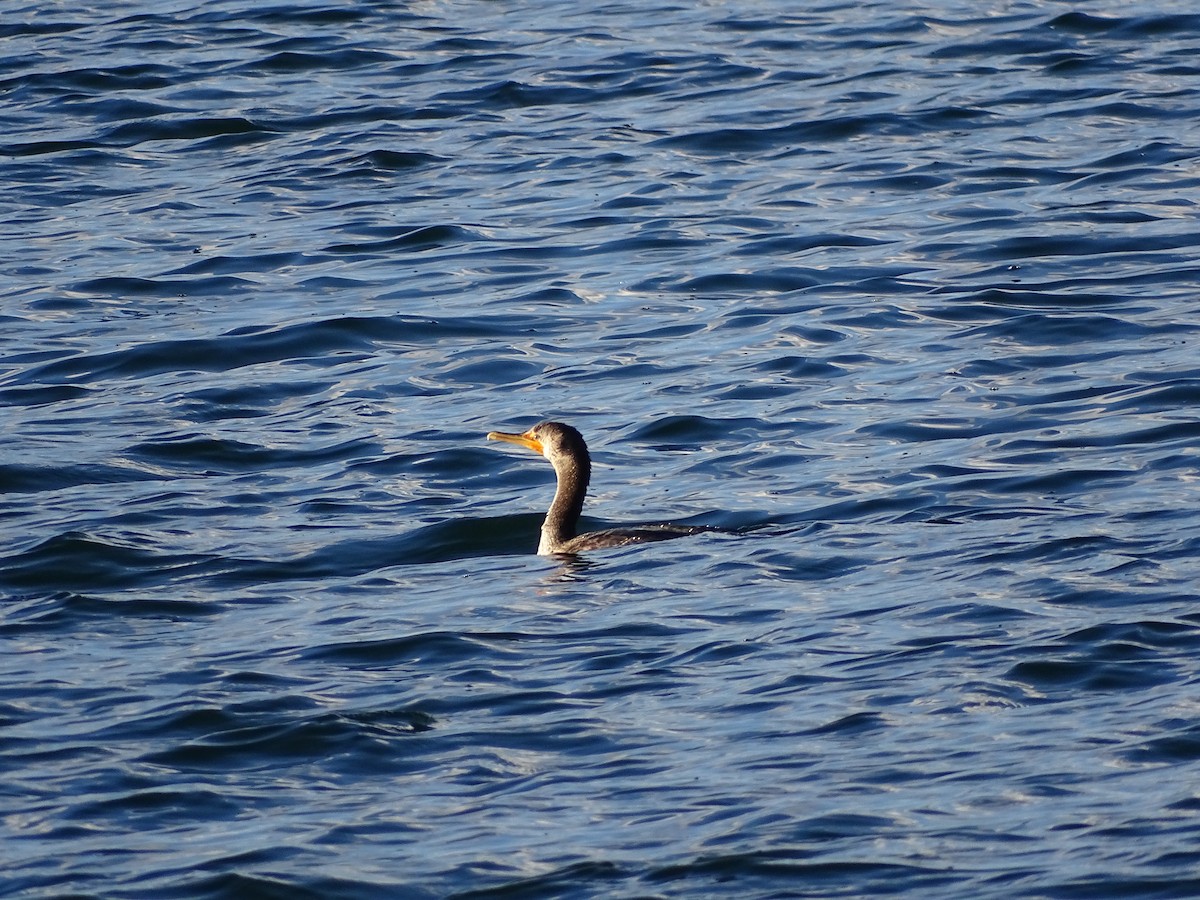 Double-crested Cormorant - ML645670998