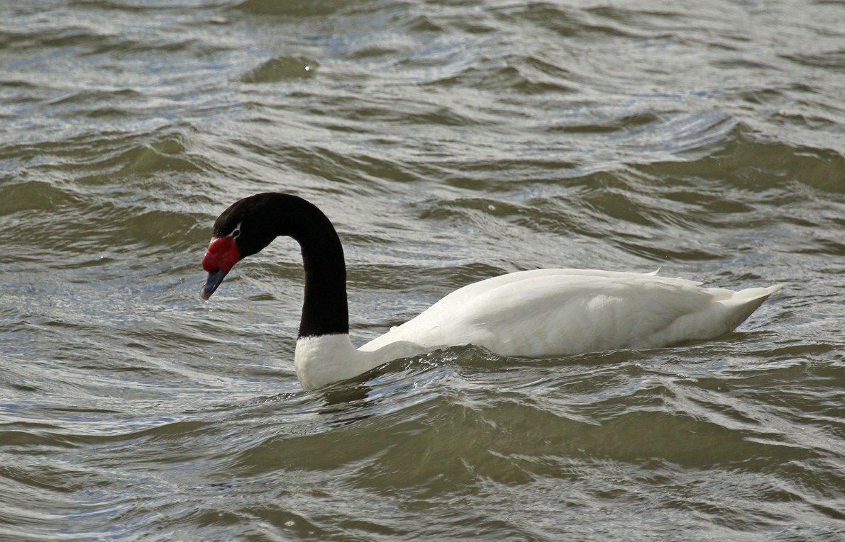 Black-necked Swan - ML645670999
