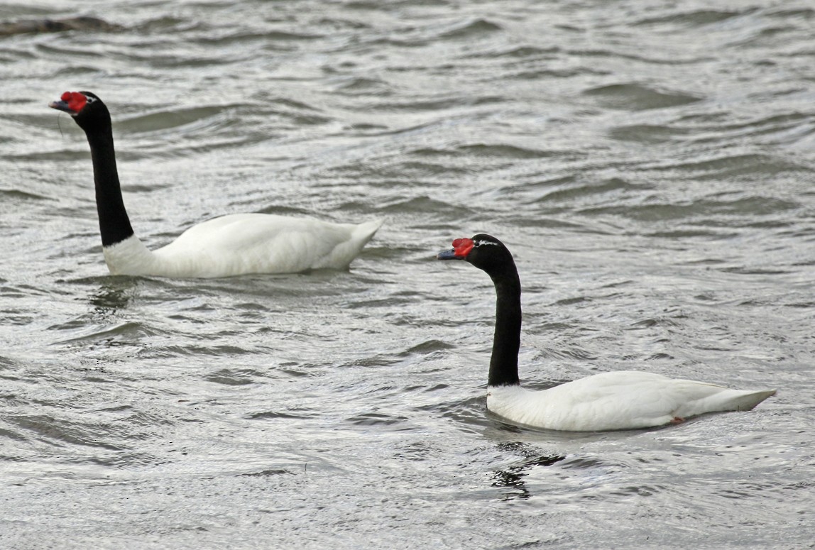 Black-necked Swan - ML645671001