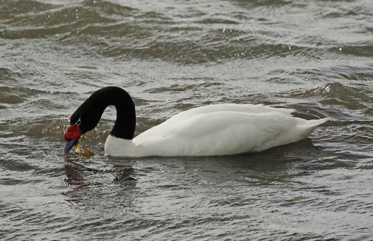 Black-necked Swan - ML645671003