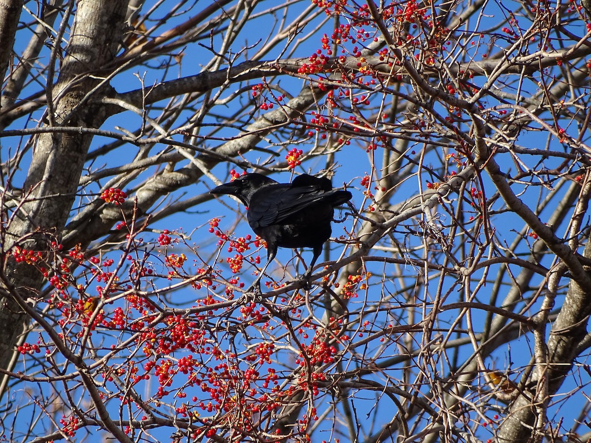 American Crow - ML645671007