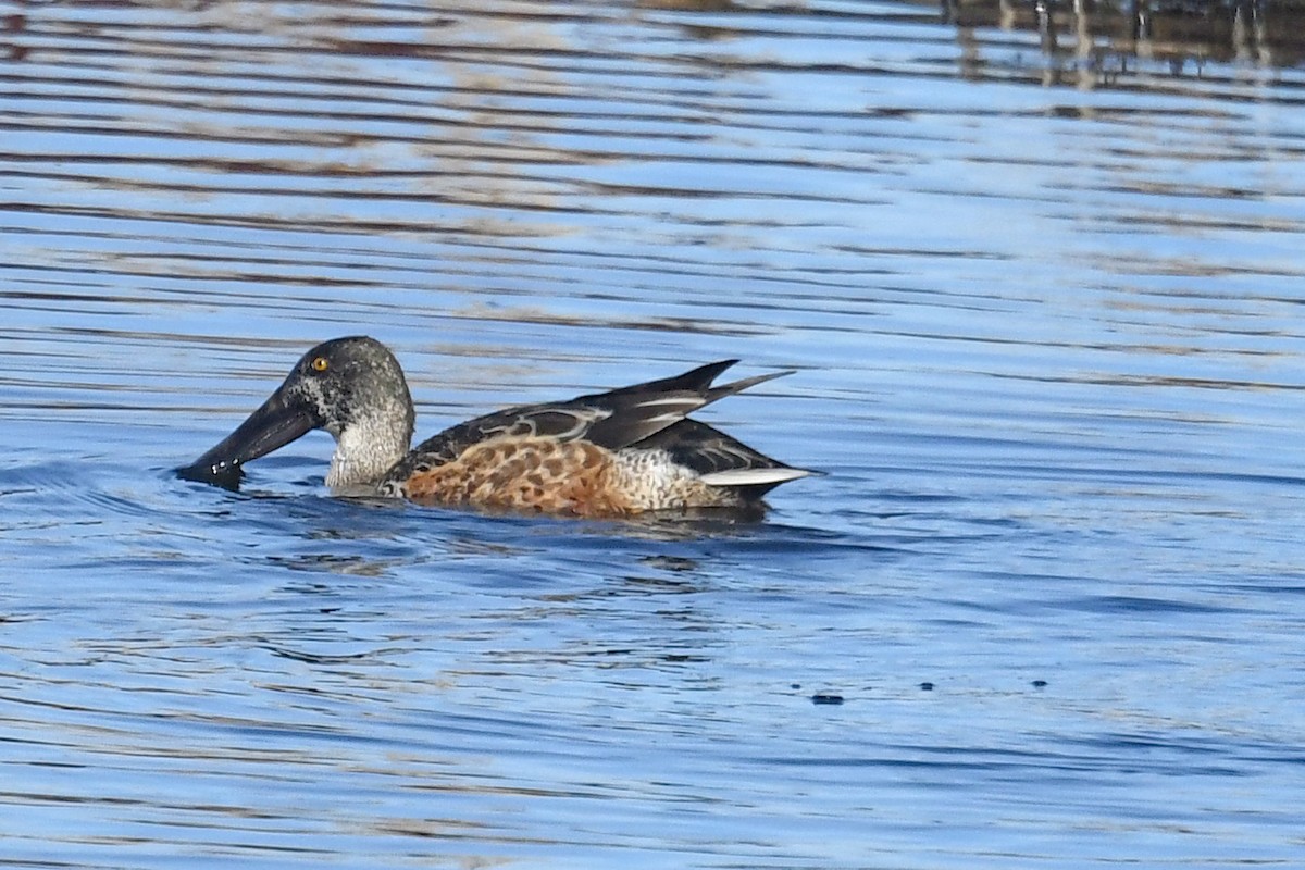 Northern Shoveler - ML645671010