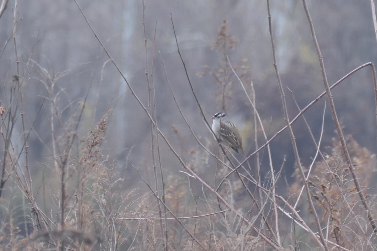 White-crowned Sparrow - ML645671012