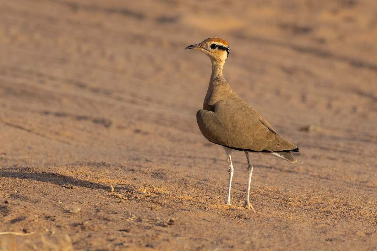 Temminck's Courser - ML645671015