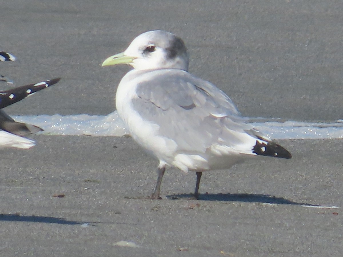 Моевка - ML645671018