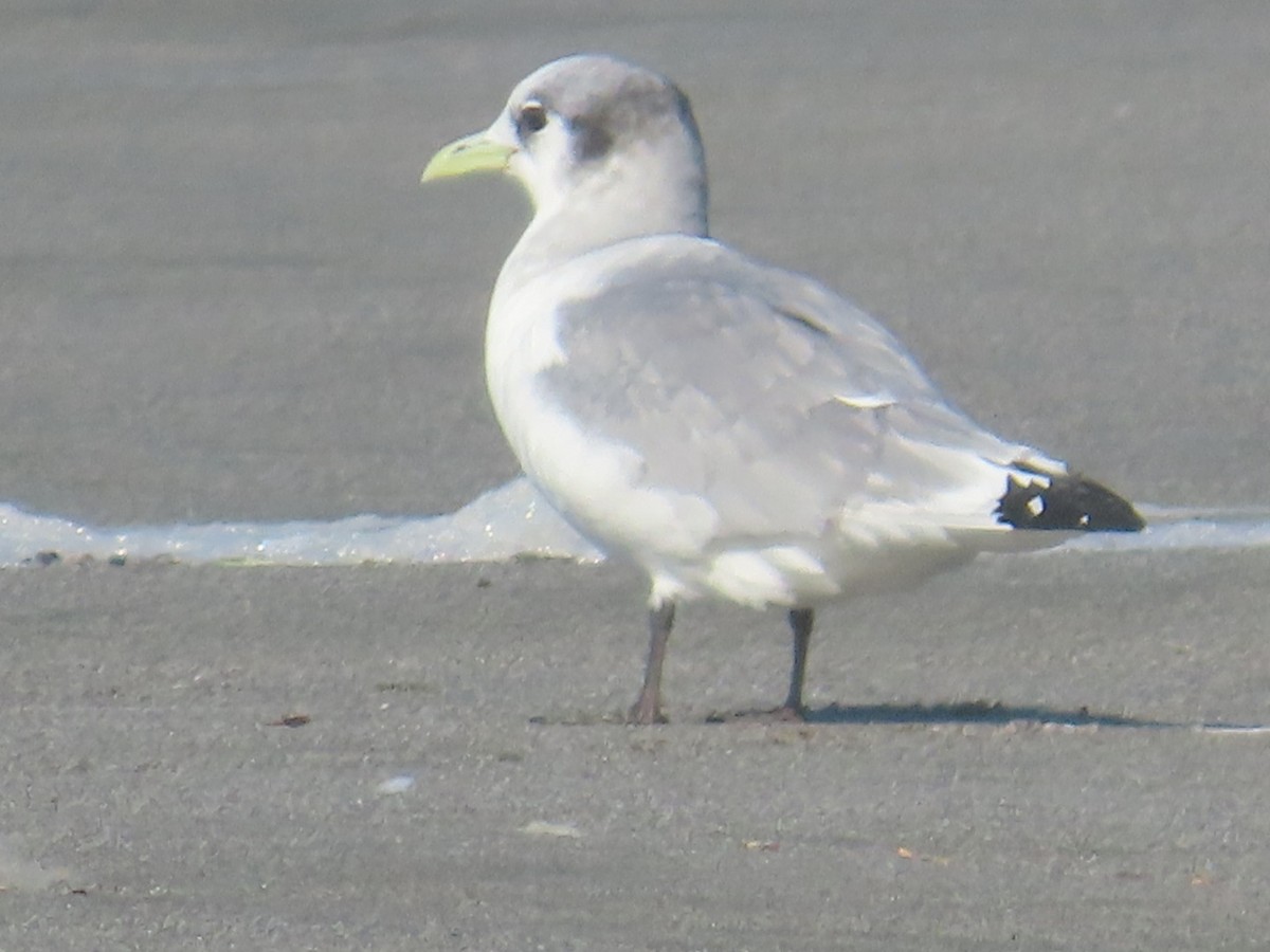 Моевка - ML645671019