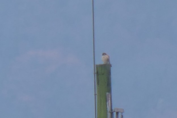 American Kestrel - ML645671020