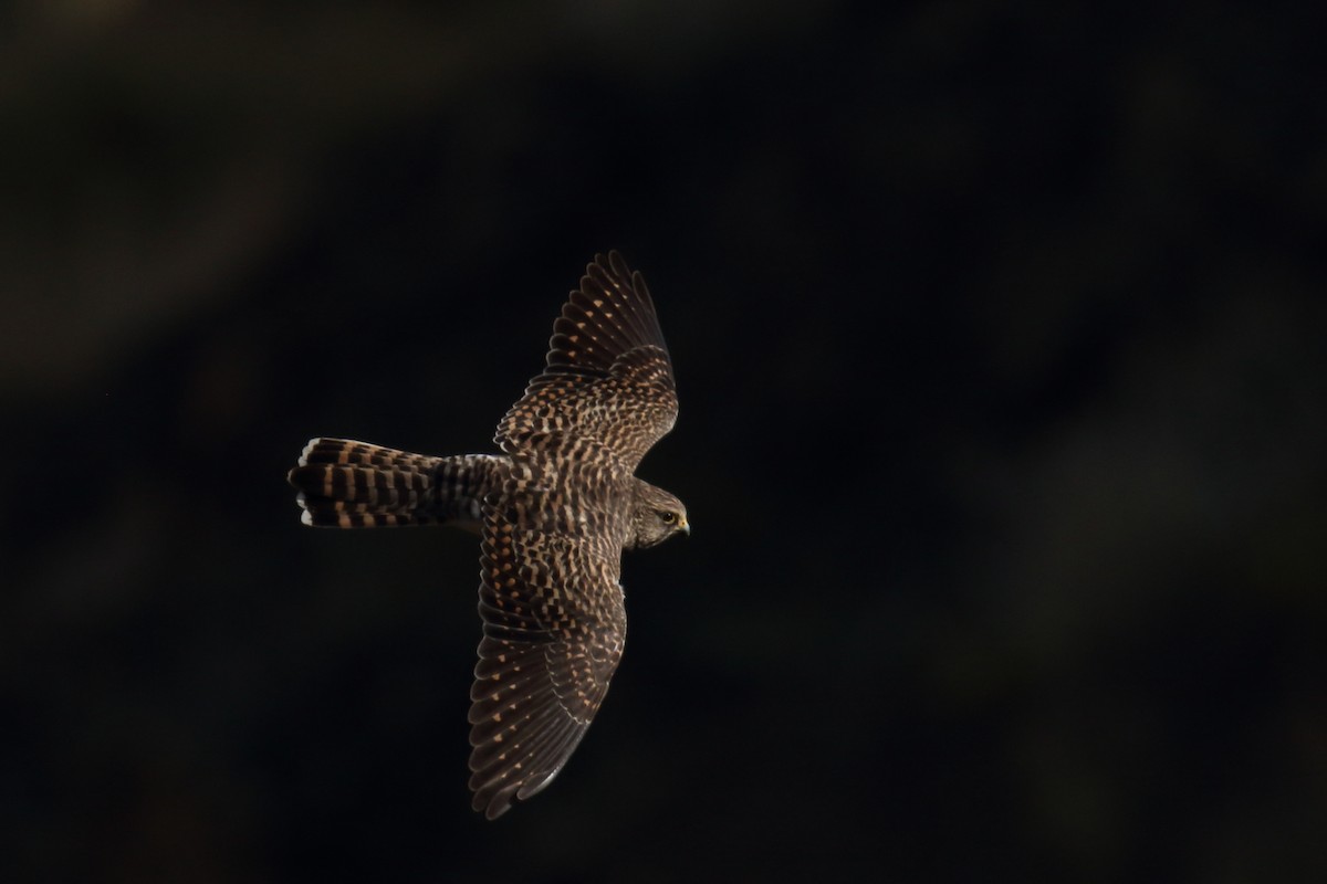 Eurasian Kestrel (Cape Verde) - ML645671022
