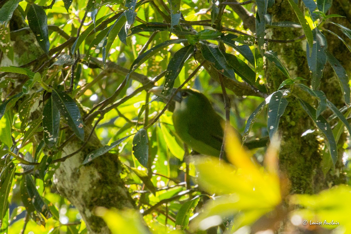 Blue-banded Toucanet - ML645671024