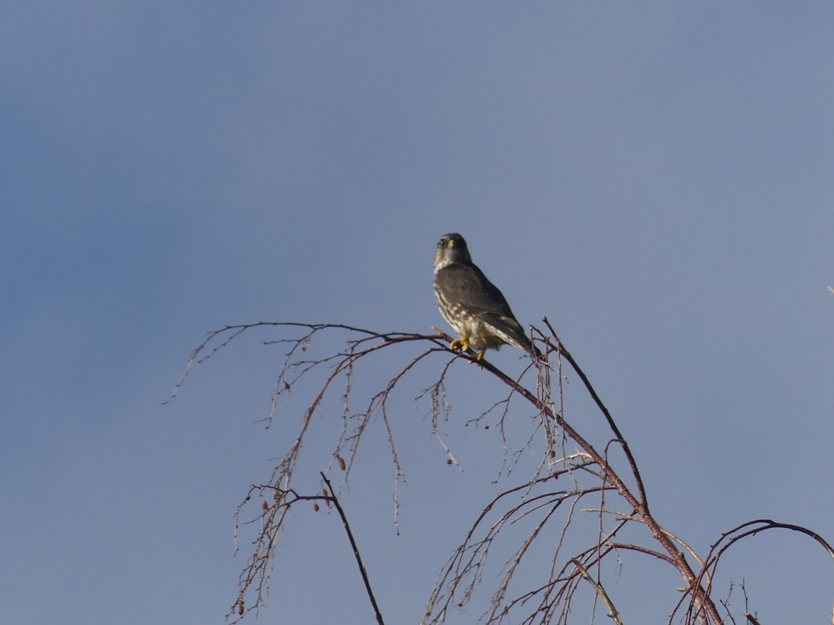 コチョウゲンボウ - ML645671028