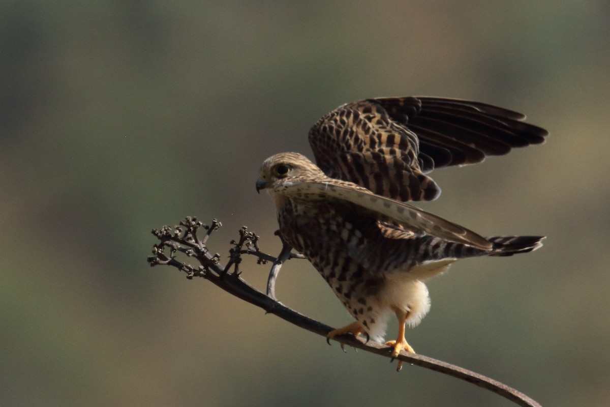 Eurasian Kestrel (Cape Verde) - ML645671029