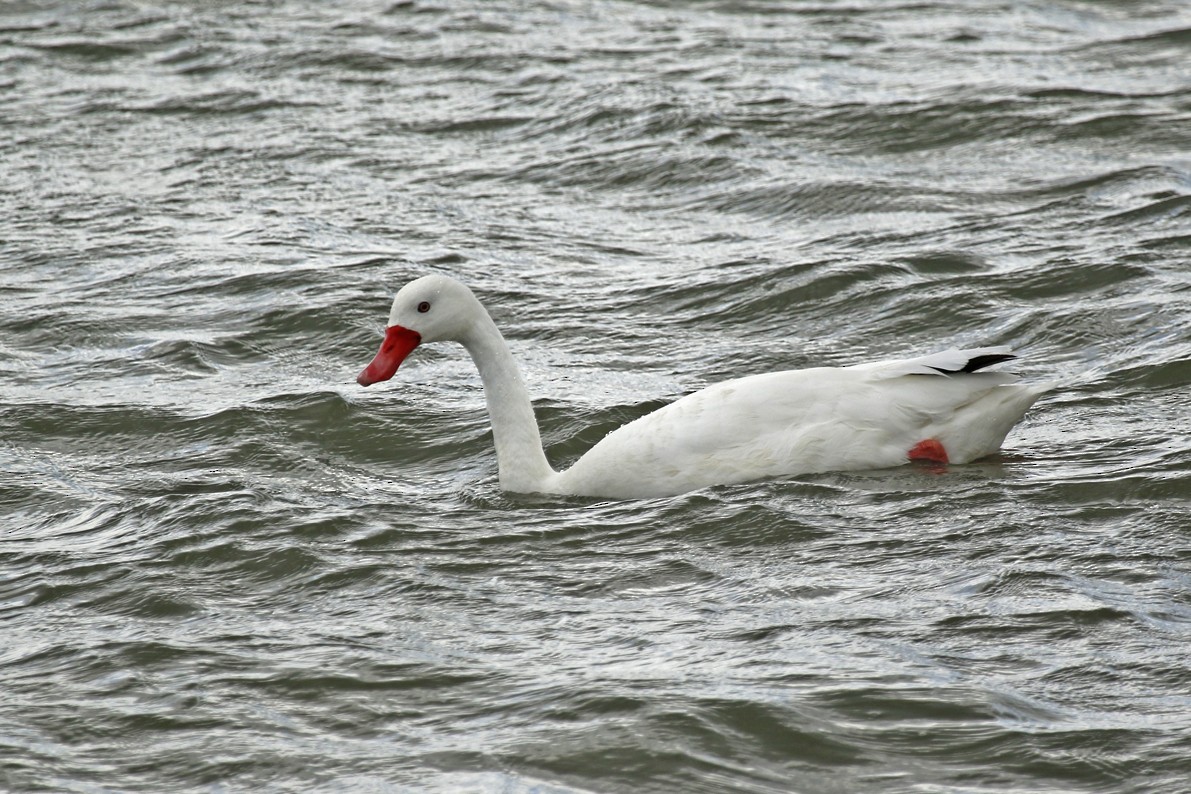 Coscoroba Swan - ML645671030