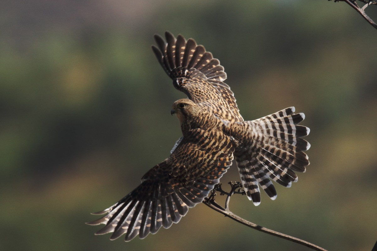 Eurasian Kestrel (Cape Verde) - ML645671034