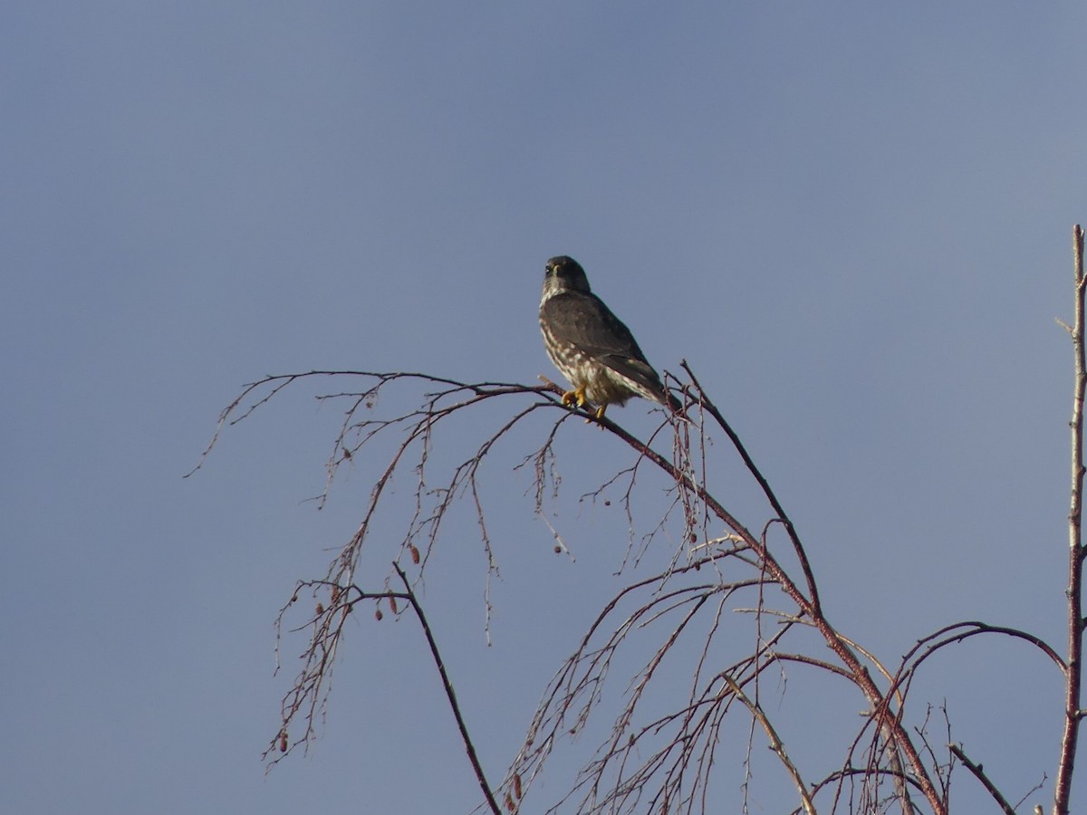 コチョウゲンボウ - ML645671035