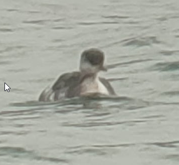 Horned Grebe - ML645671041