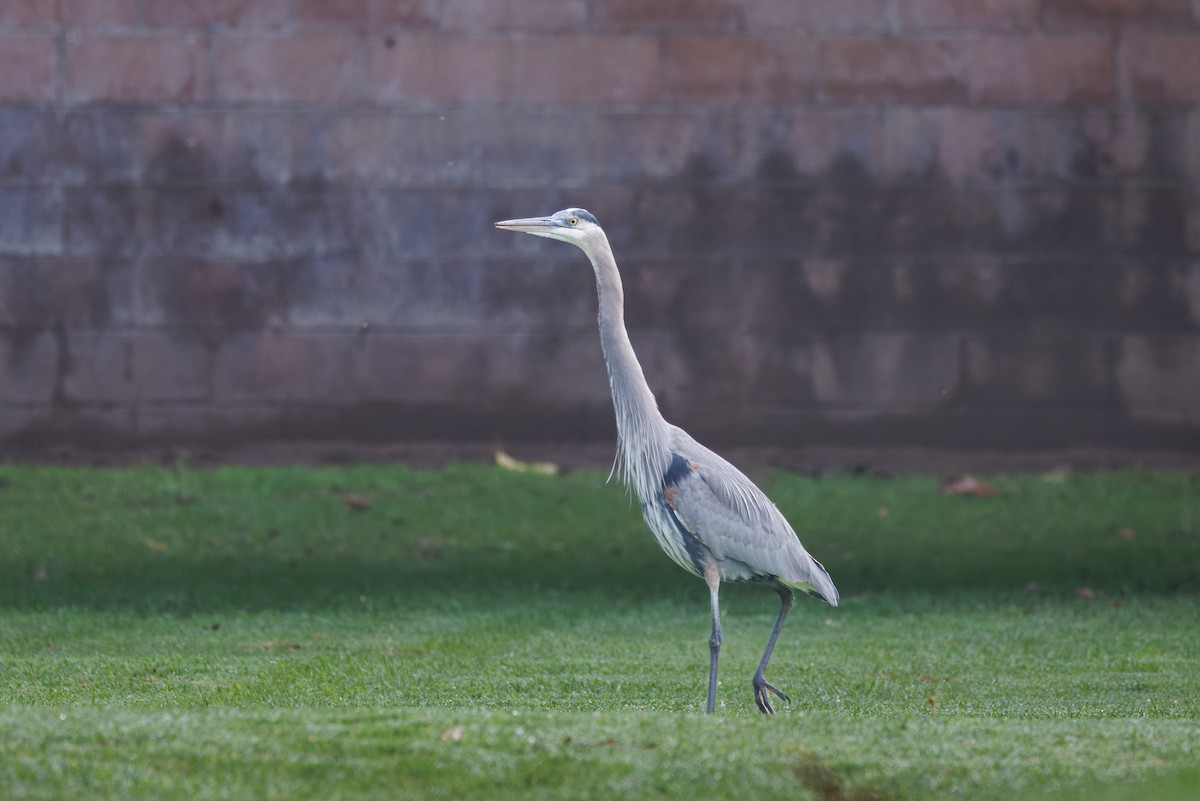 Great Blue Heron - ML645671042
