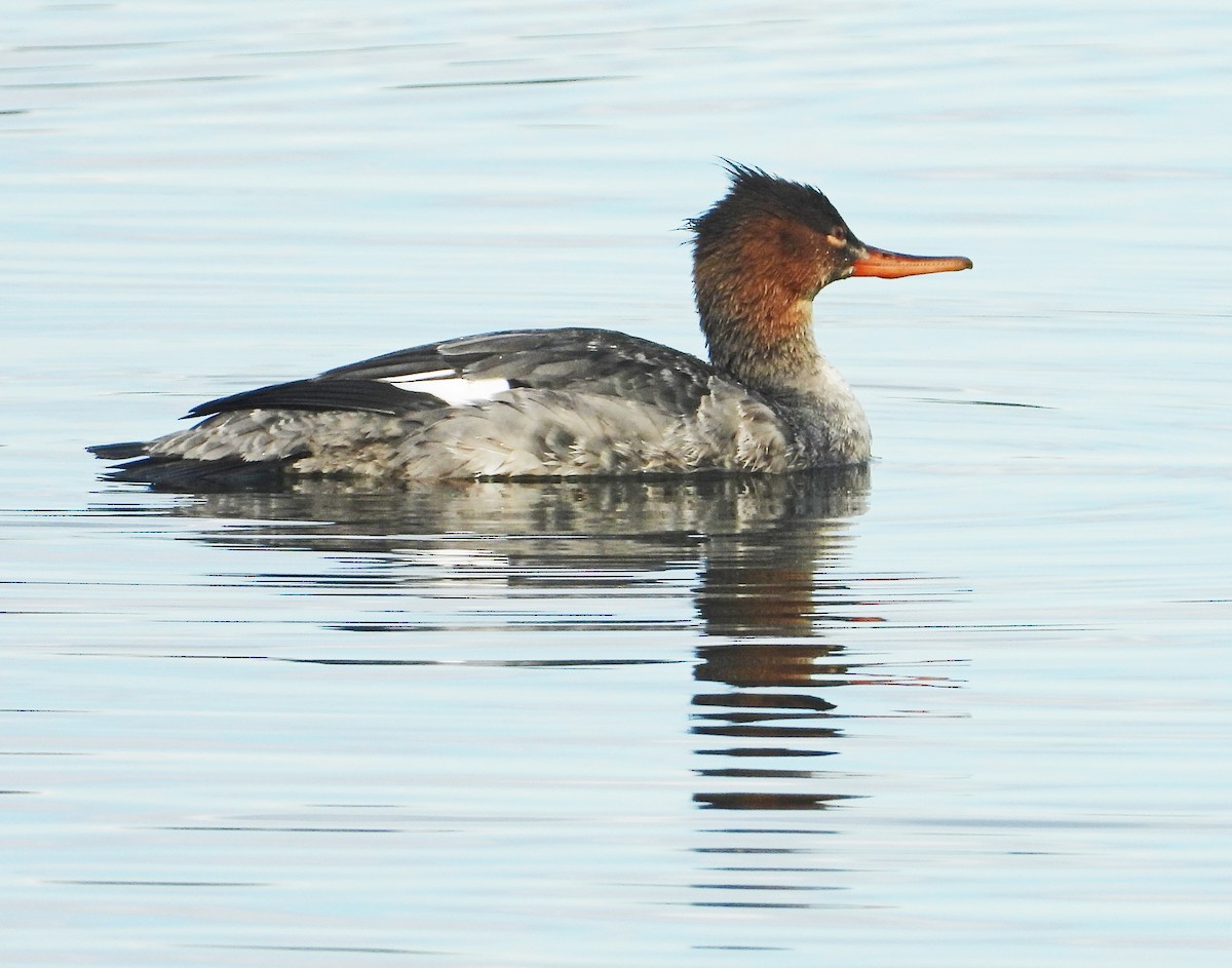 Serreta Mediana - ML645671045