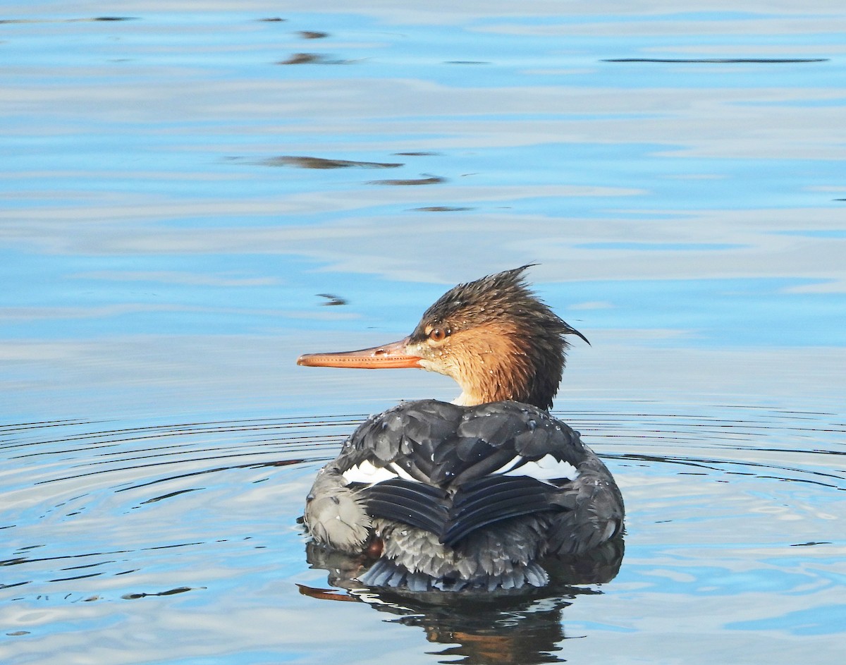 Serreta Mediana - ML645671046