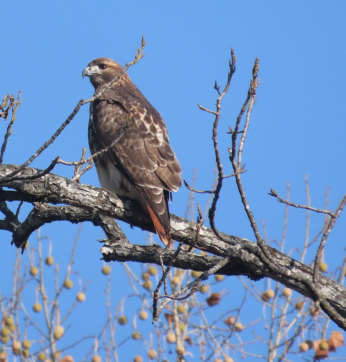 Busardo Colirrojo - ML645671047