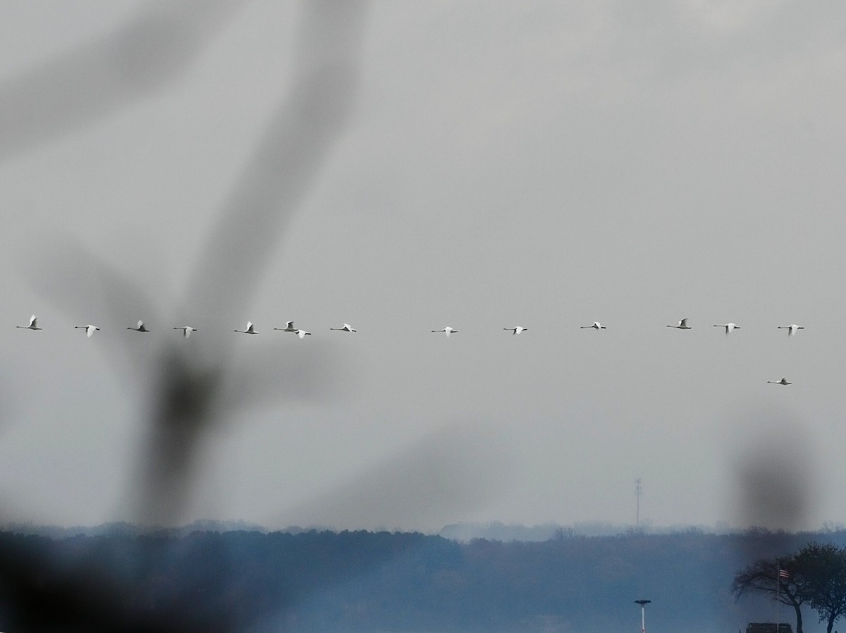 Cisne Chico - ML645671049