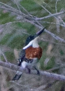 Martín Pescador Verde - ML645671050