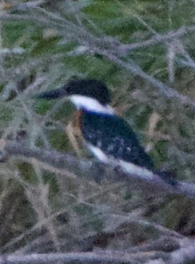 Martín Pescador Verde - ML645671051