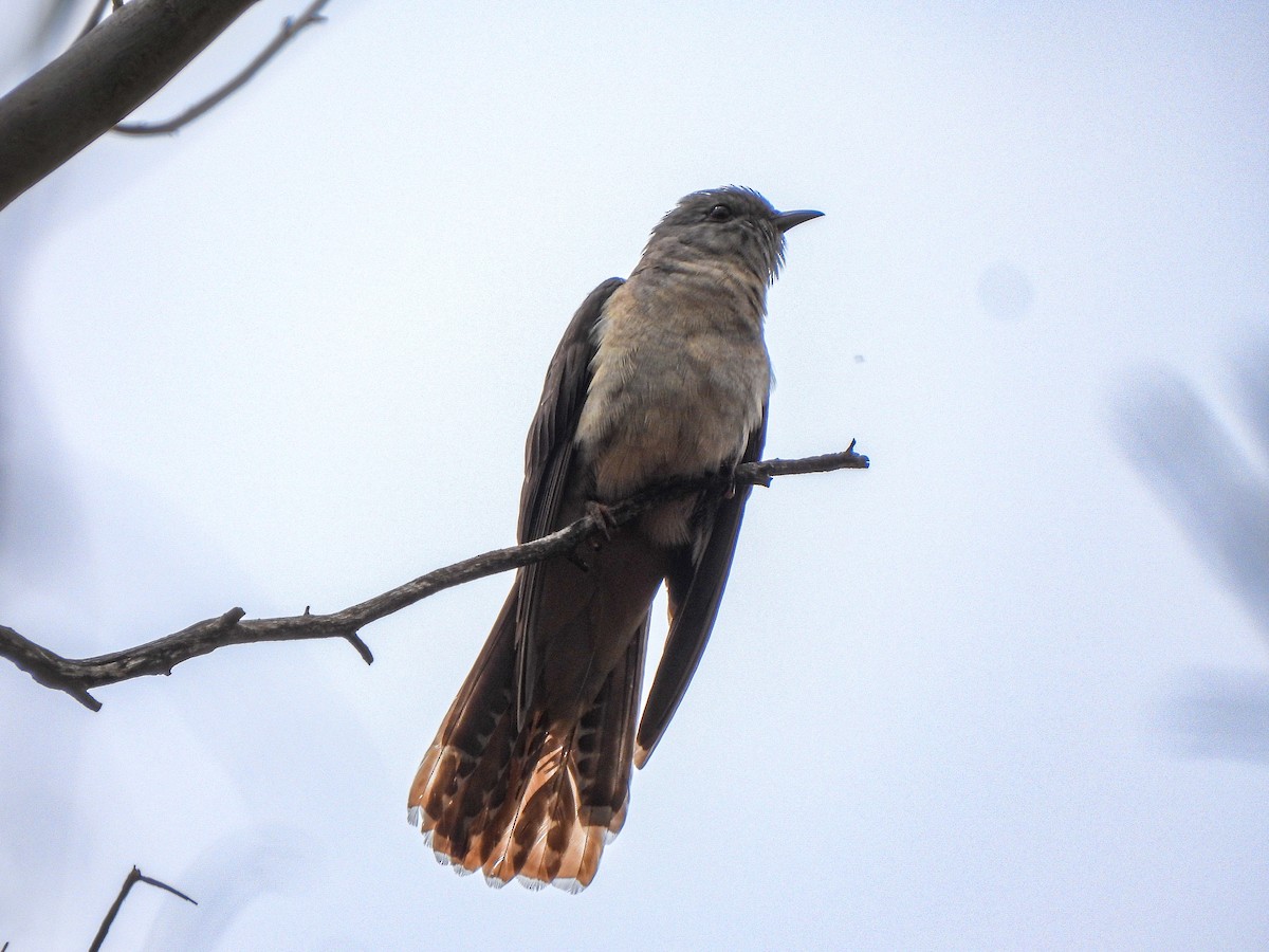 Cuco Varioloso - ML645671052