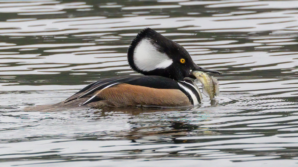 Serreta Capuchona - ML645671053