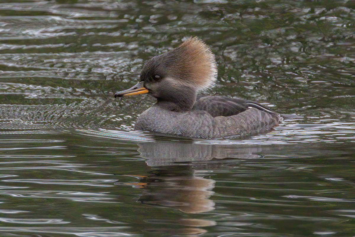 Serreta Capuchona - ML645671054