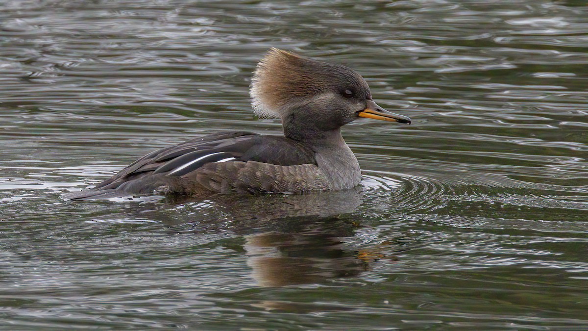 Serreta Capuchona - ML645671055