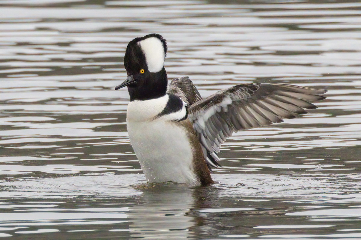 Serreta Capuchona - ML645671056