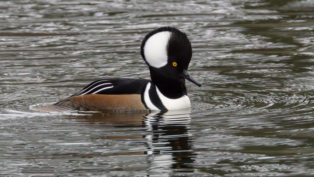 Serreta Capuchona - ML645671057