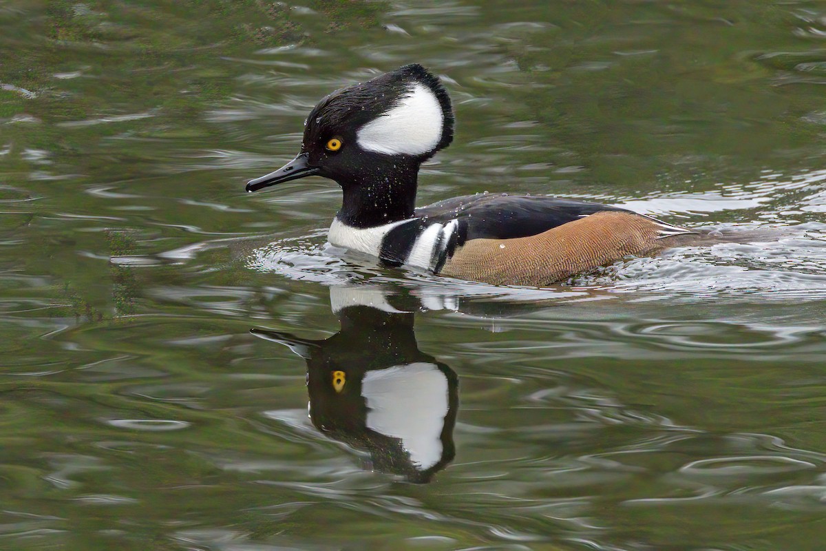 Serreta Capuchona - ML645671058