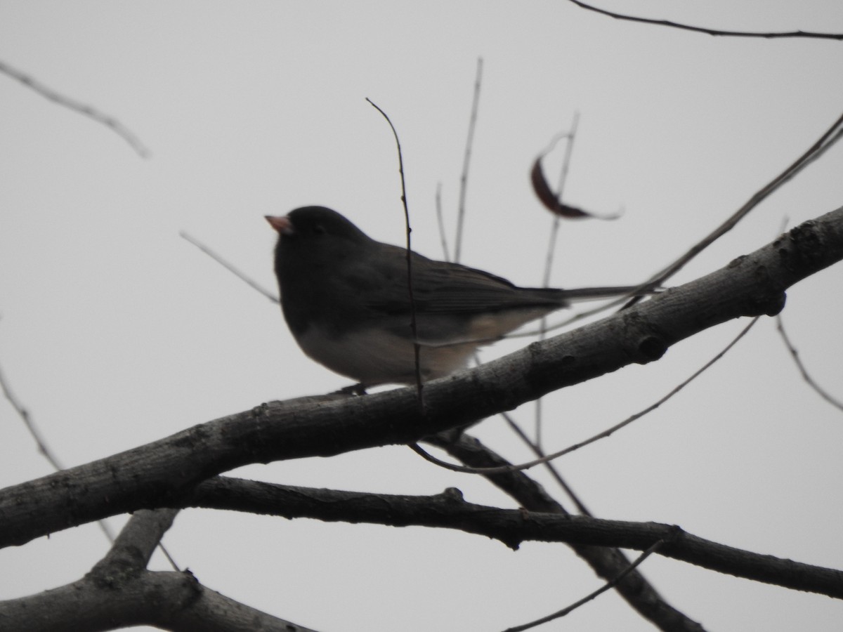Junco Ojioscuro - ML645671059