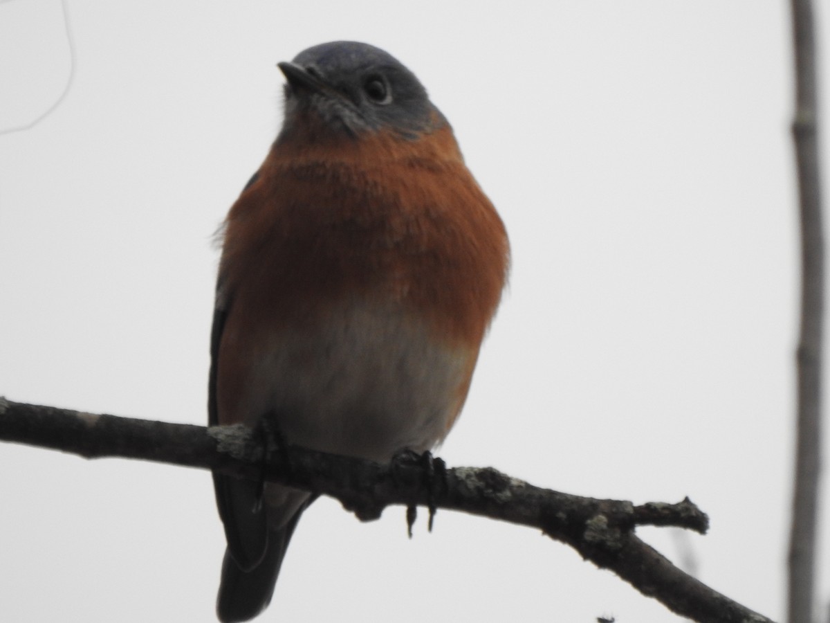 Azulejo Oriental - ML645671060