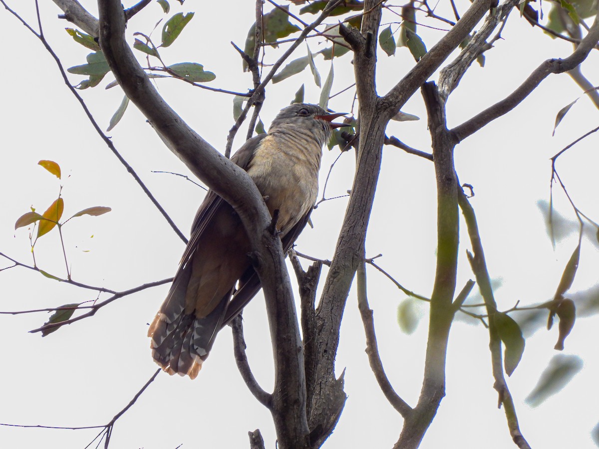 Cuco Varioloso - ML645671061