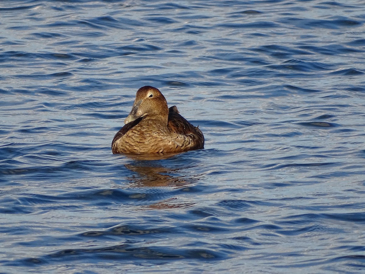 Éider Común - ML645671062