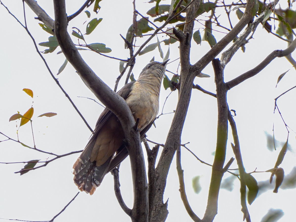 Cuco Varioloso - ML645671063