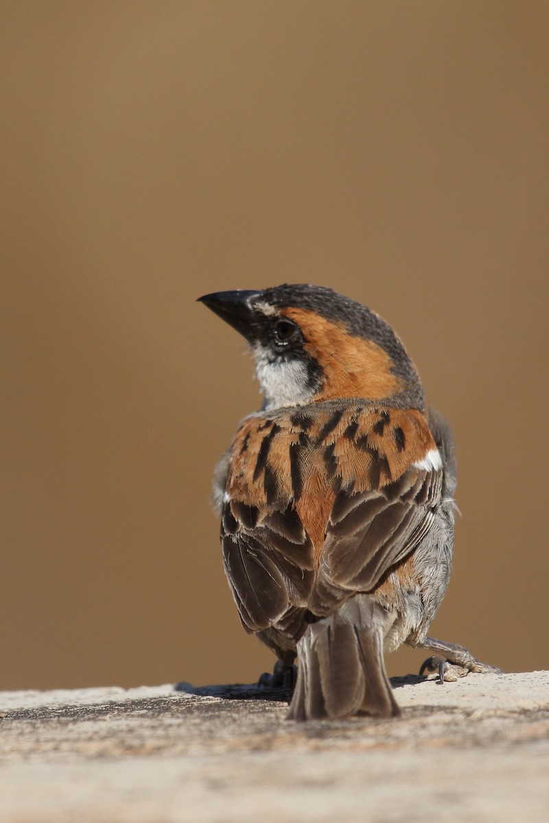 Gorrión de Cabo Verde - ML645671064