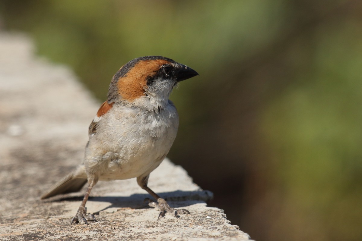 Gorrión de Cabo Verde - ML645671065
