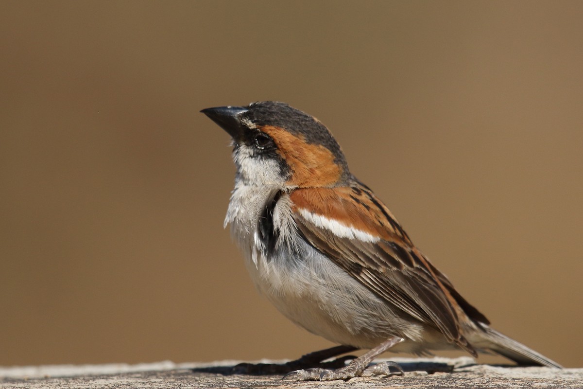 Gorrión de Cabo Verde - ML645671066