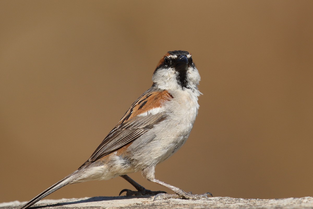 Gorrión de Cabo Verde - ML645671067
