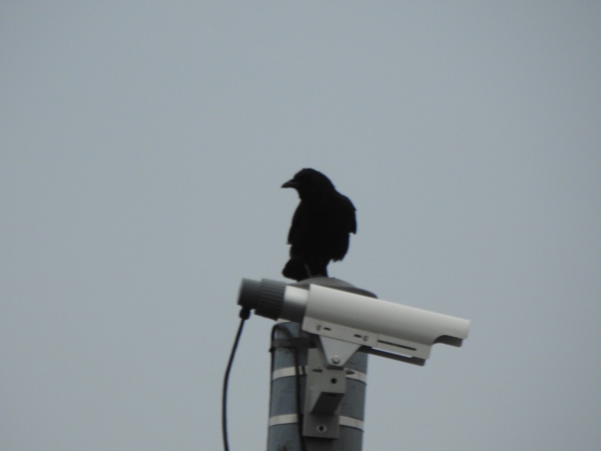 Cuervo Americano - ML645671068