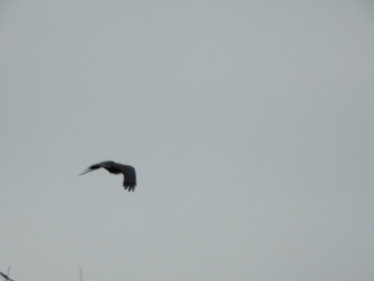 Cuervo Americano - ML645671069